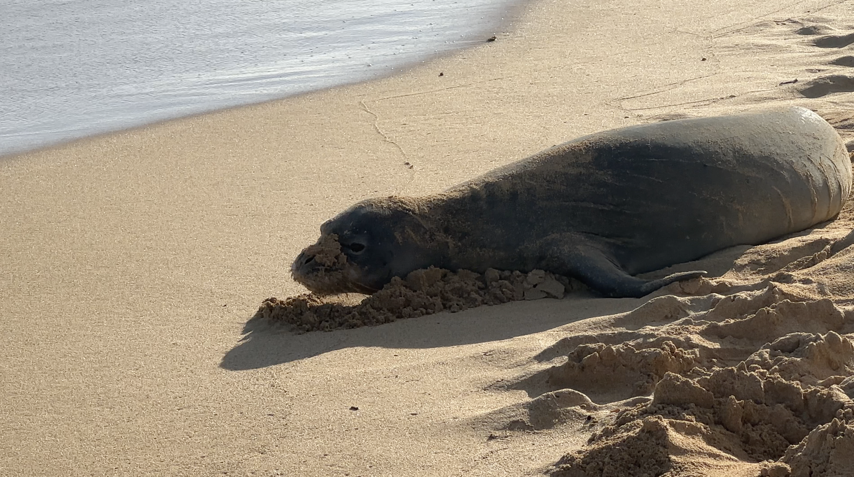 Monk Seal Hawaii Kauai Beach