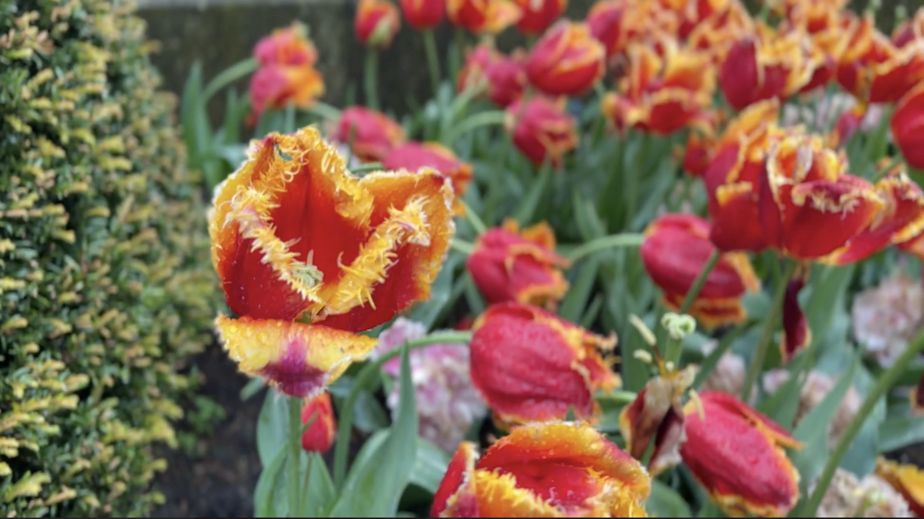 Amsterdam Designer Trip 2027: Come Create, Explore, and Connect with Carina Gardner netherlands artist trips artist travel